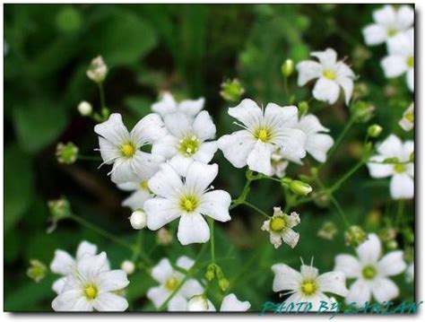 五片花瓣|请问这个是什么花？白色五瓣，黄色花蕊？